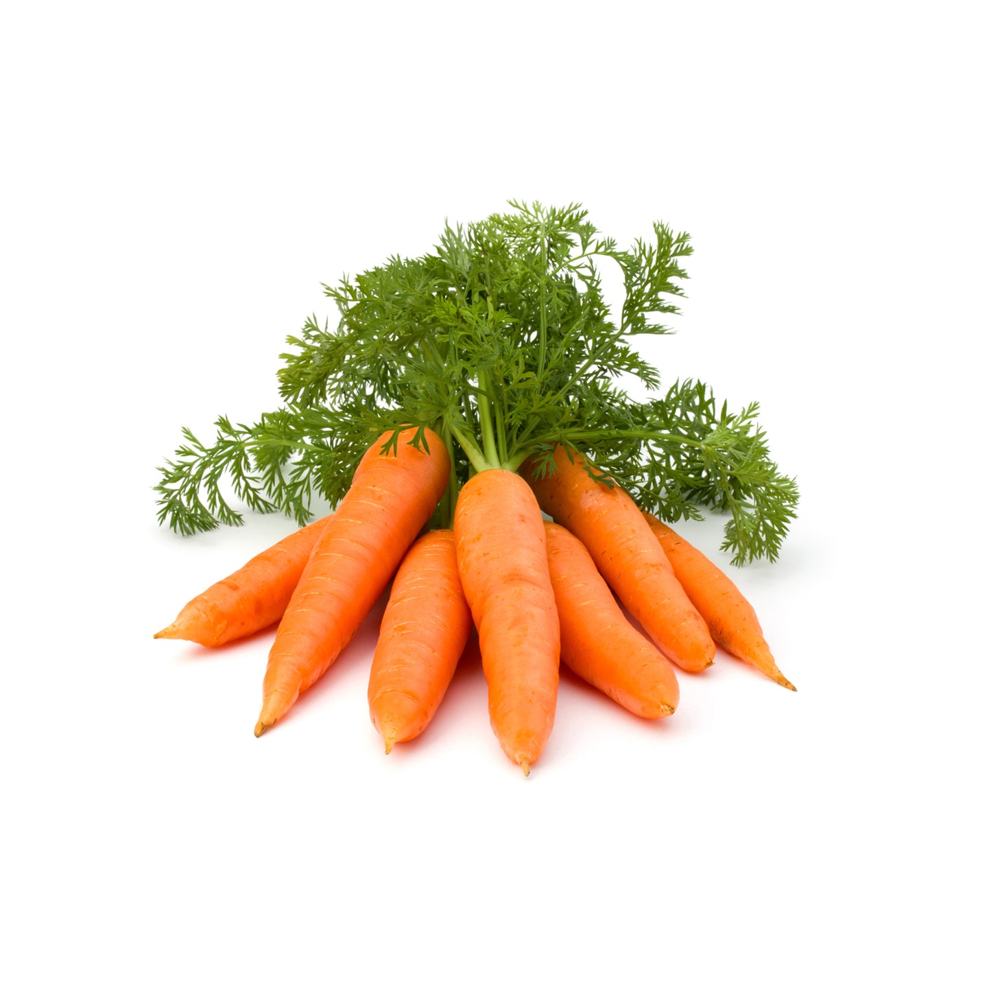 carrot ooty