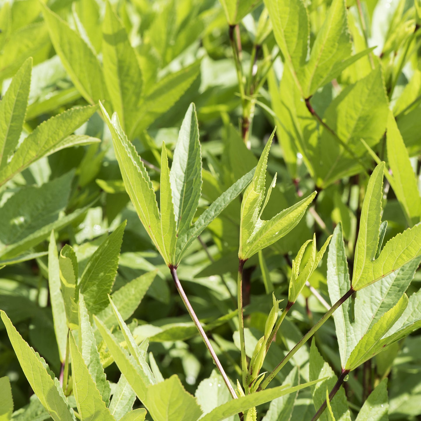 sorrel leaves / chukka kura 1 kg