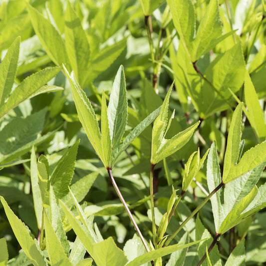 sorrel leaves / chukka kura 1 kg