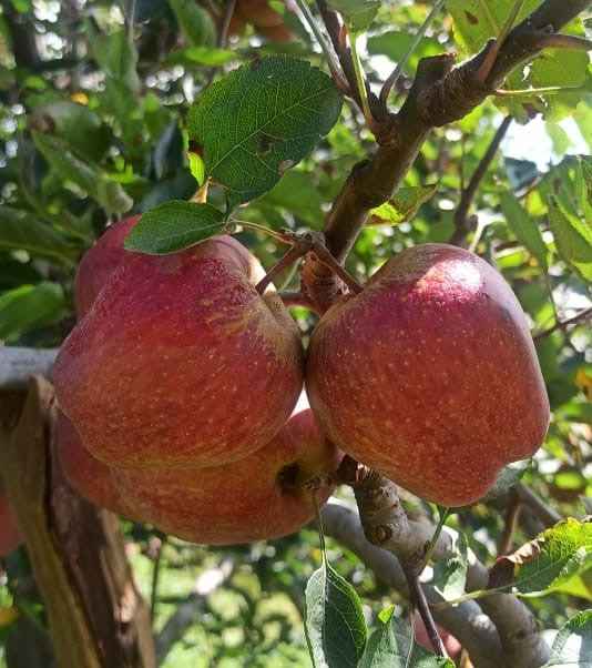 Organic Apples