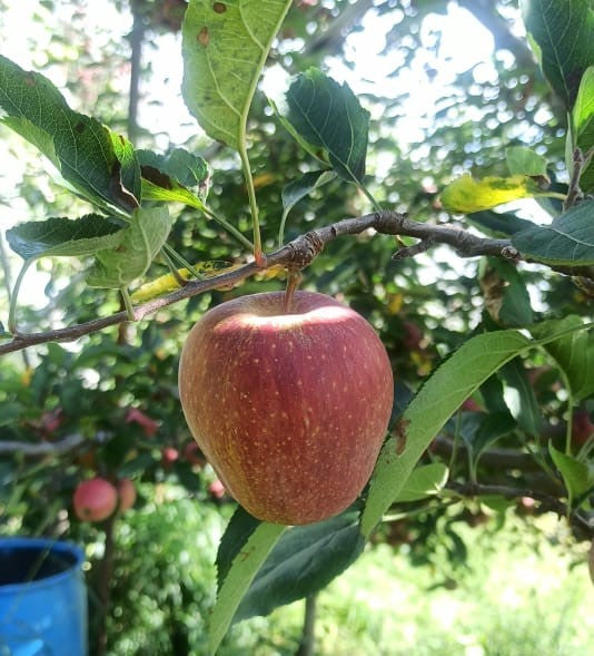 Organic Apples