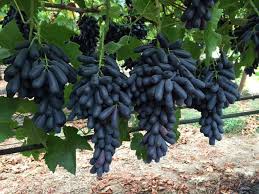 black grapes