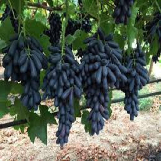 Organic black grapes